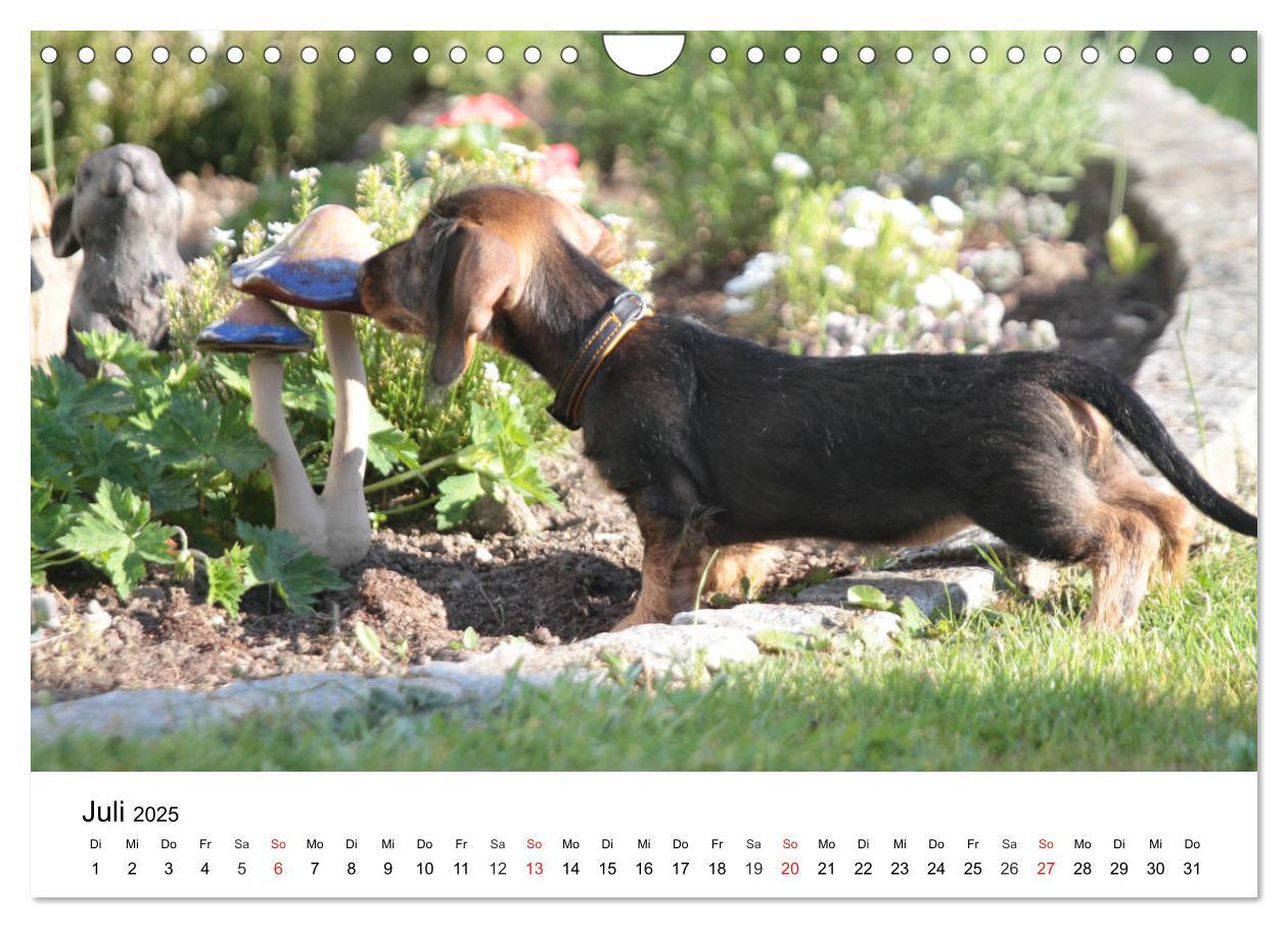 Bild: 9783435173419 | Ein Dackelkind blickt zurück (Wandkalender 2025 DIN A4 quer),...