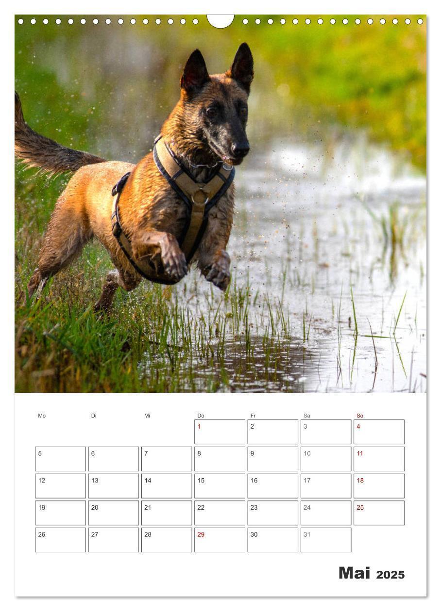 Bild: 9783435947850 | Malinois Power auf vier Pfoten (Wandkalender 2025 DIN A3 hoch),...