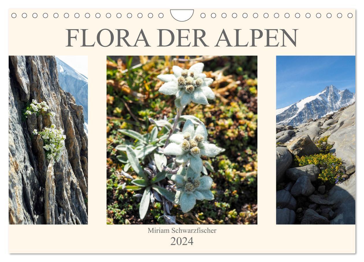 Cover: 9783383060076 | Flora der Alpen (Wandkalender 2024 DIN A4 quer), CALVENDO...