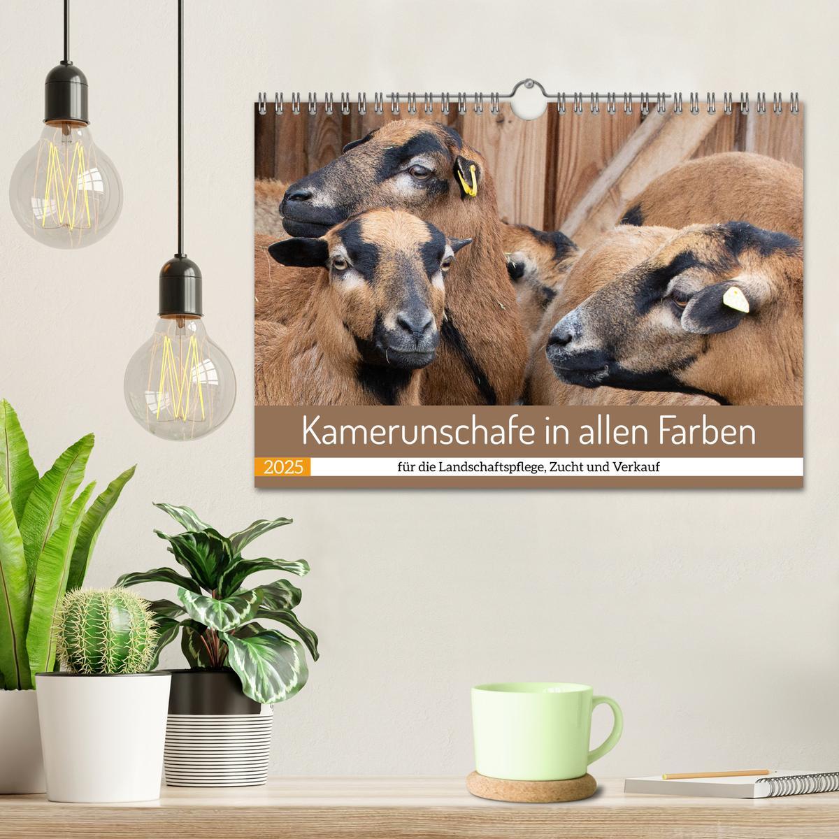 Bild: 9783383978227 | Kamerunschafe in allen Farben (Wandkalender 2025 DIN A4 quer),...