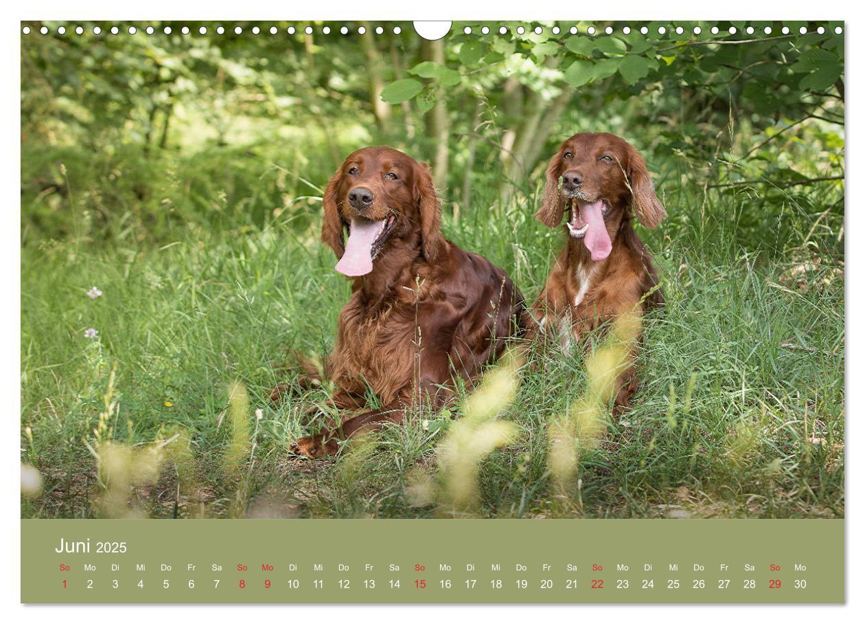 Bild: 9783435191727 | Setter - Geliebter Freund und Jagdkamerad (Wandkalender 2025 DIN A3...