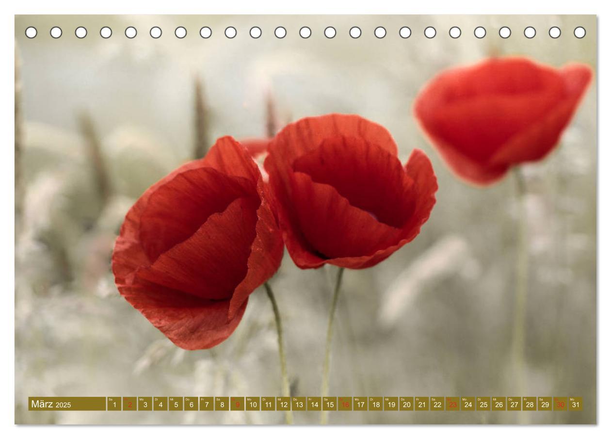 Bild: 9783435286867 | Mohnblumen - Fotografie mit Magie (Tischkalender 2025 DIN A5 quer),...