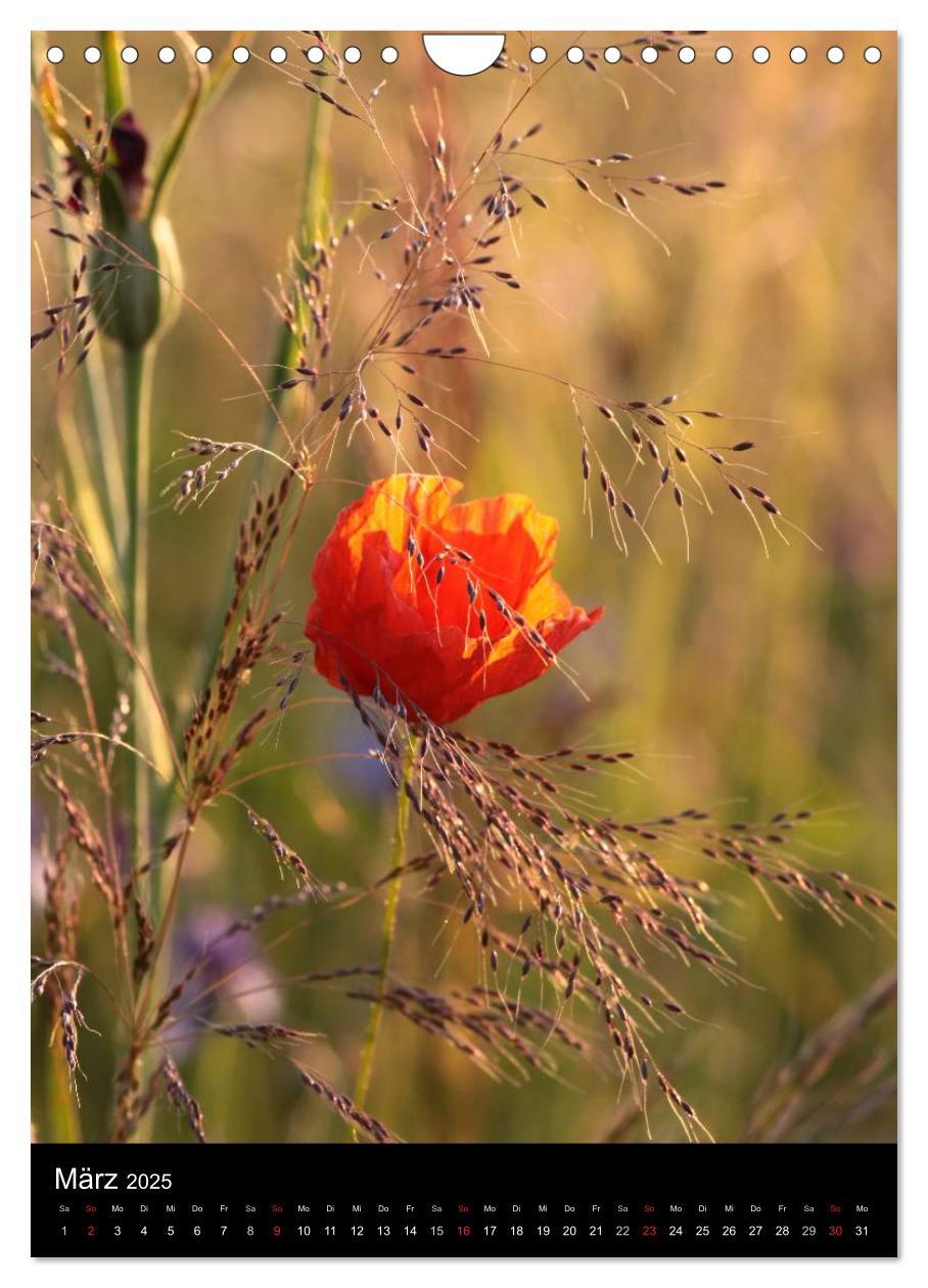 Bild: 9783457064566 | Seltene Wildblumen (Wandkalender 2025 DIN A4 hoch), CALVENDO...