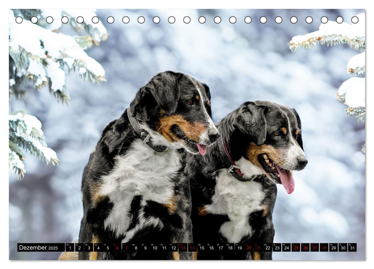 Bild: 9783383850127 | Appenzeller Sennenhunde - Fröhliche Kameraden (Tischkalender 2025...