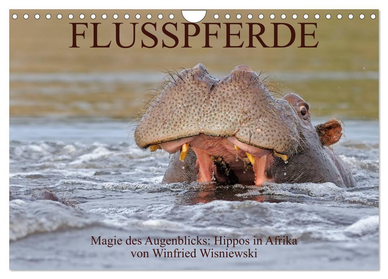 Cover: 9783435761456 | Flusspferde Magie des Augenblicks - Hippos in Afrika (Wandkalender...