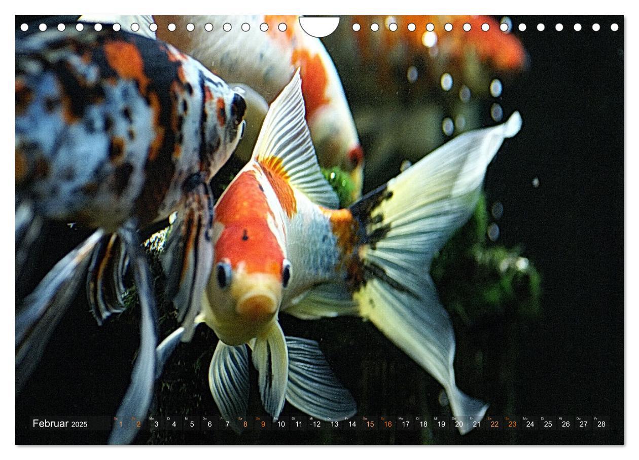 Bild: 9783435119707 | Goldfischportraits (Wandkalender 2025 DIN A4 quer), CALVENDO...