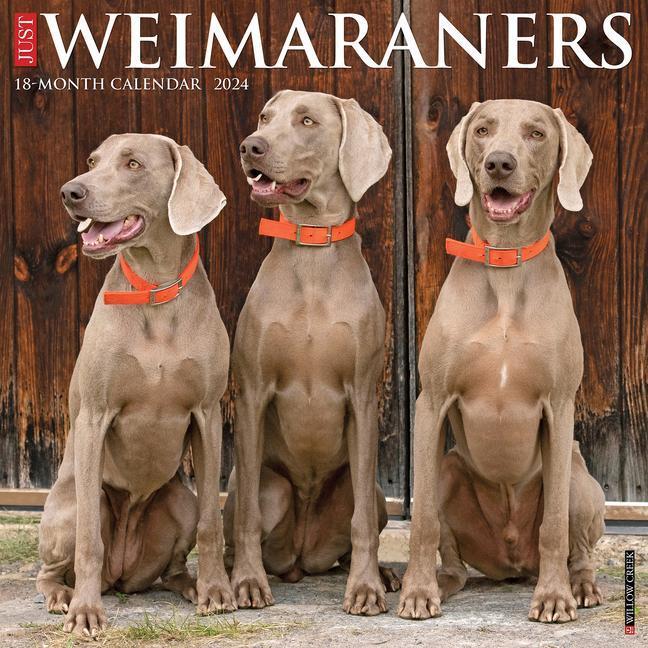 Cover: 9781549235801 | Just Weimaraners 2024 12 X 12 Wall Calendar | Willow Creek Press
