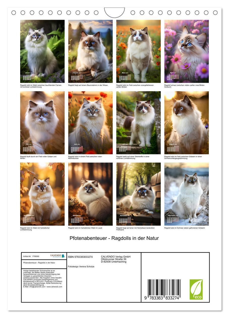 Bild: 9783383833274 | Pfotenabenteuer - Ragdolls in der Natur (Wandkalender 2025 DIN A4...