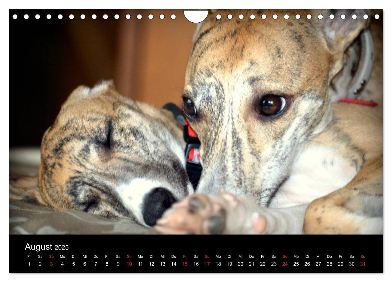 Bild: 9783435651290 | Whippet 2025 (Wandkalender 2025 DIN A4 quer), CALVENDO Monatskalender