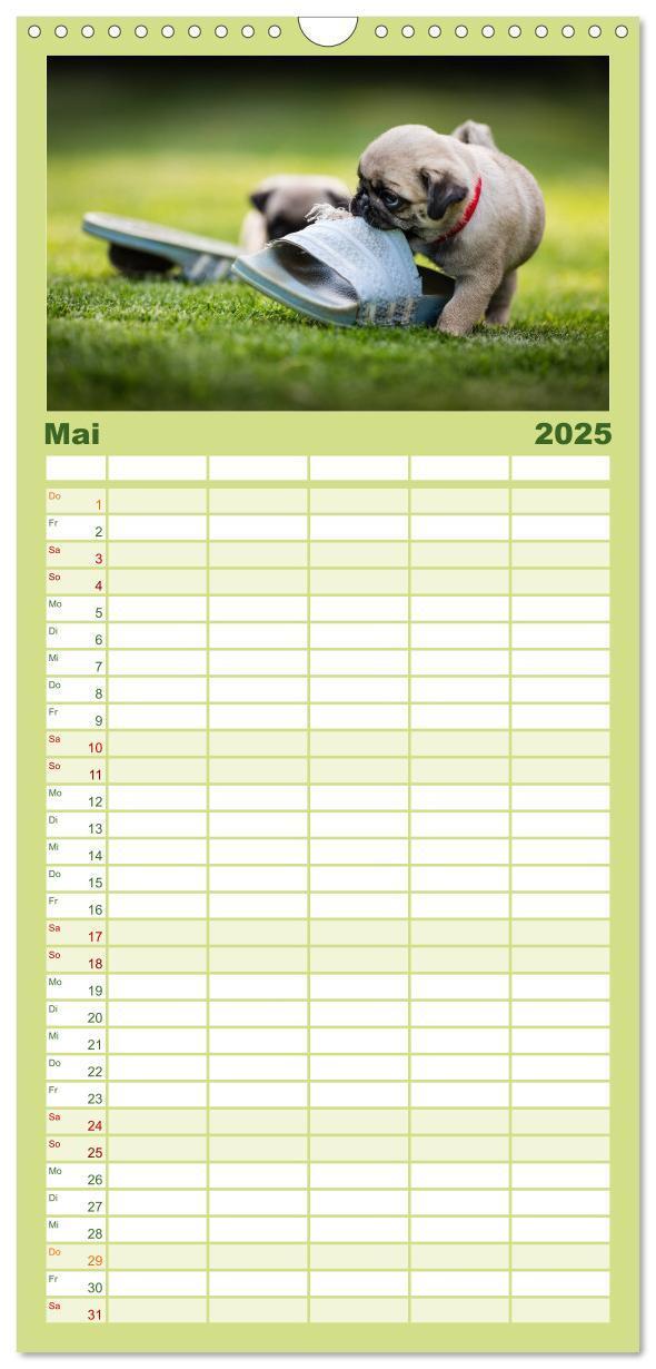 Bild: 9783457119419 | Familienplaner 2025 - Mopswelpen mit 5 Spalten (Wandkalender, 21 x...