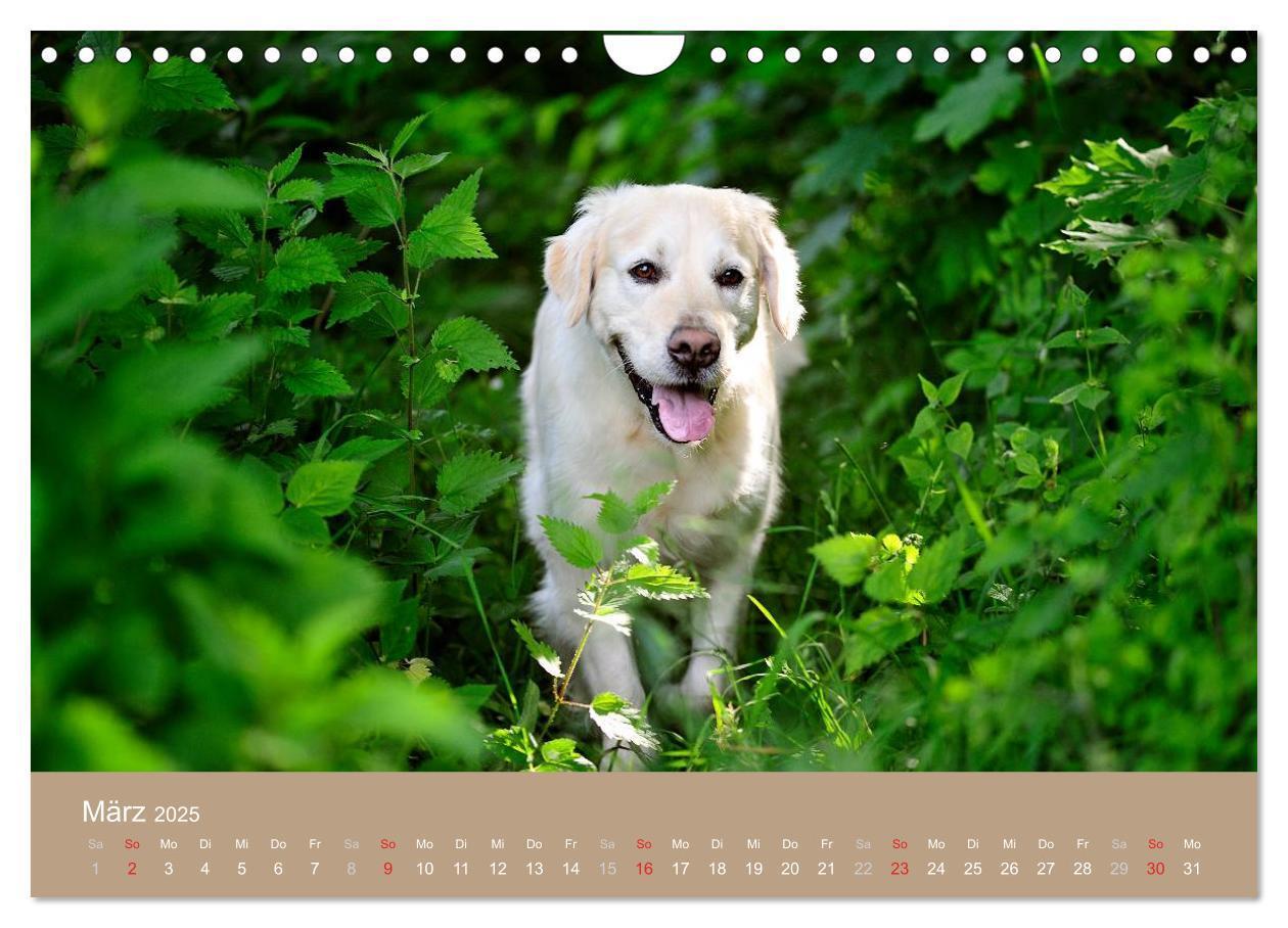 Bild: 9783435744107 | Golden Retriever (Wandkalender 2025 DIN A4 quer), CALVENDO...