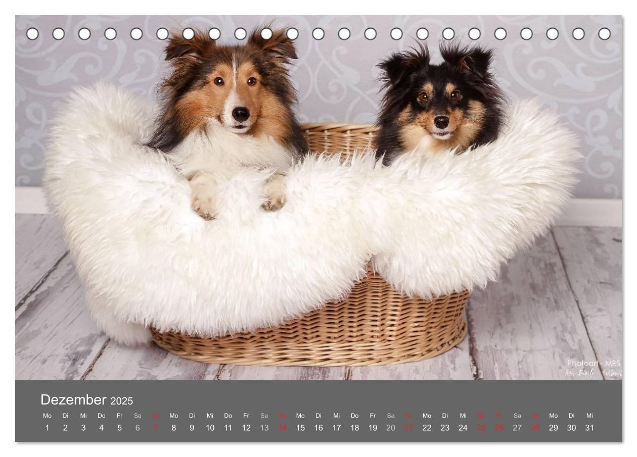 Bild: 9783435709786 | Shelties : Charmeure auf 4 Pfoten (Tischkalender 2025 DIN A5 quer),...