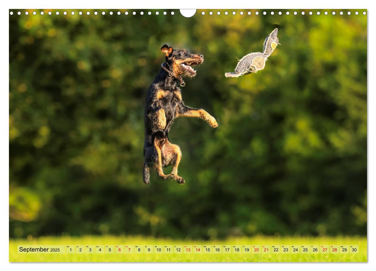 Bild: 9783457190098 | Deutscher Terrier - ein leidenschaftlicher Jäger (Wandkalender 2025...