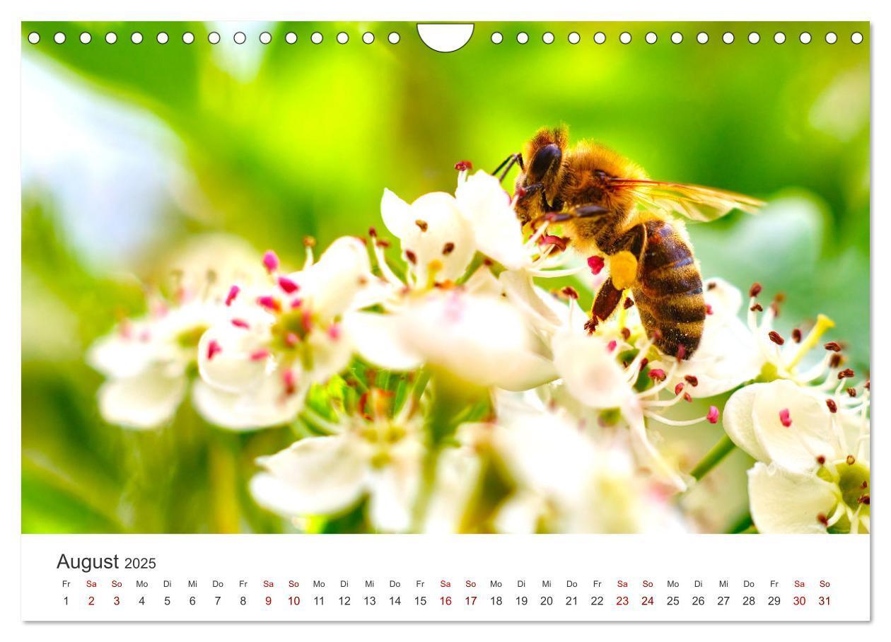 Bild: 9783383927485 | Die Welt der fleißigen Bienen (Wandkalender 2025 DIN A4 quer),...