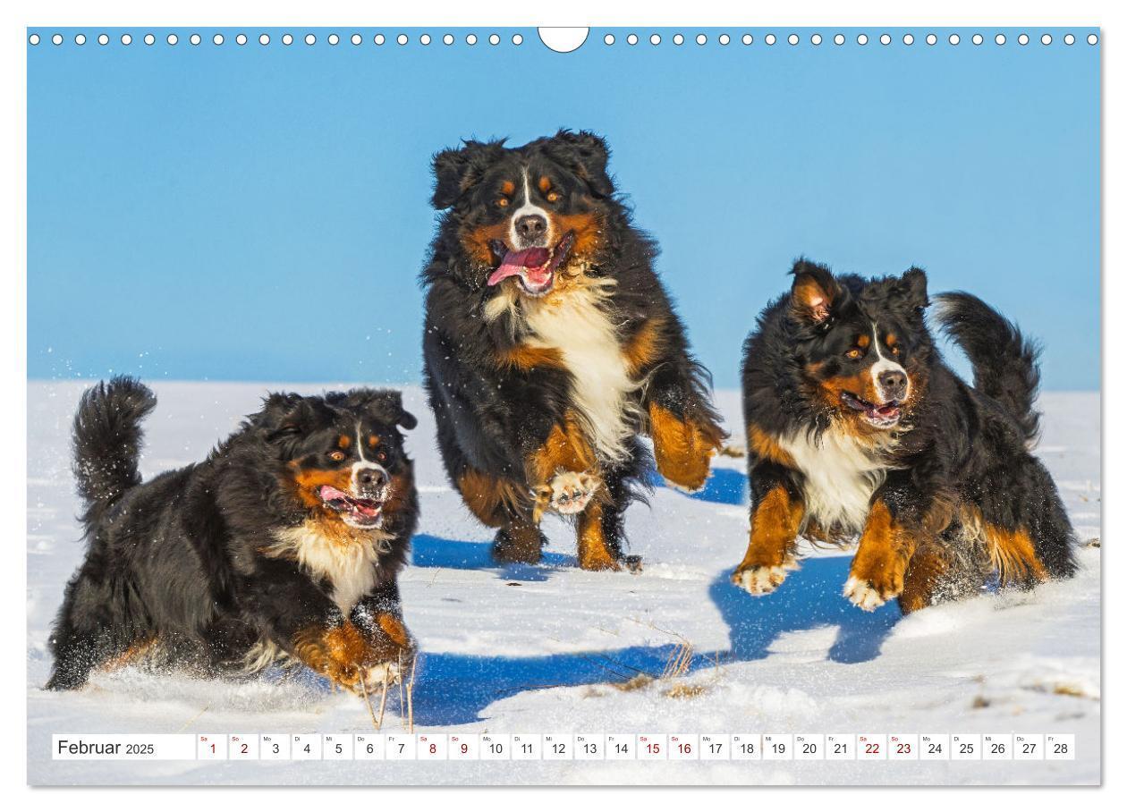 Bild: 9783383847561 | Berner Sennenhund - Ein Freund auf vier Pfoten (Wandkalender 2025...