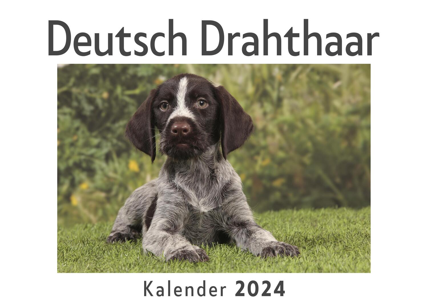Cover: 9783750543232 | Deutsch Drahthaar (Wandkalender 2024, Kalender DIN A4 quer,...
