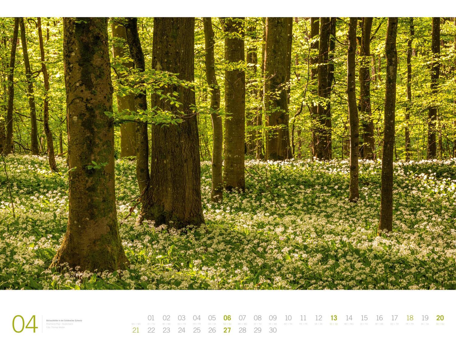 Bild: 9783838435152 | Wald - Ackermann Gallery Kalender 2025 | Ackermann Kunstverlag | 14 S.