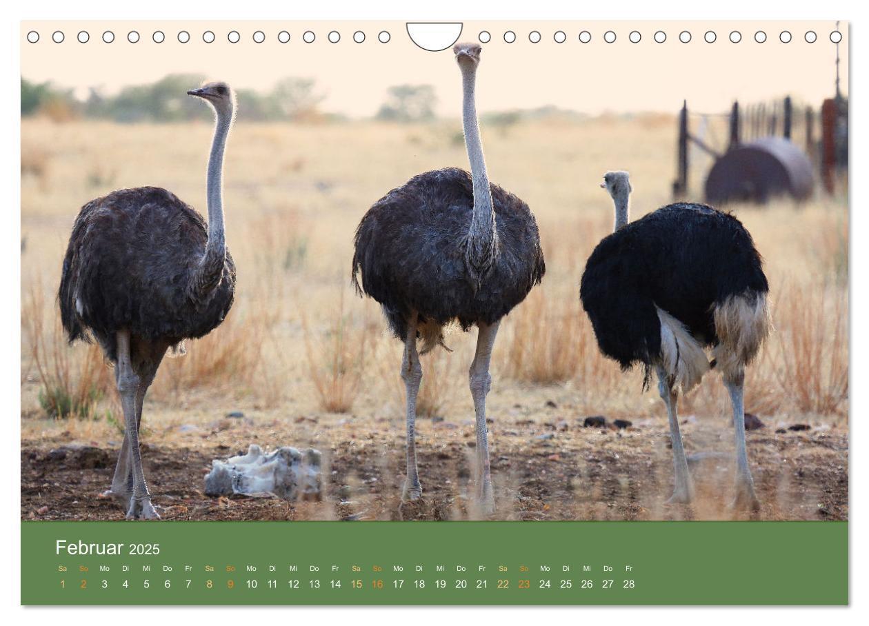 Bild: 9783383931369 | Roadtrip in Namibia (Wandkalender 2025 DIN A4 quer), CALVENDO...