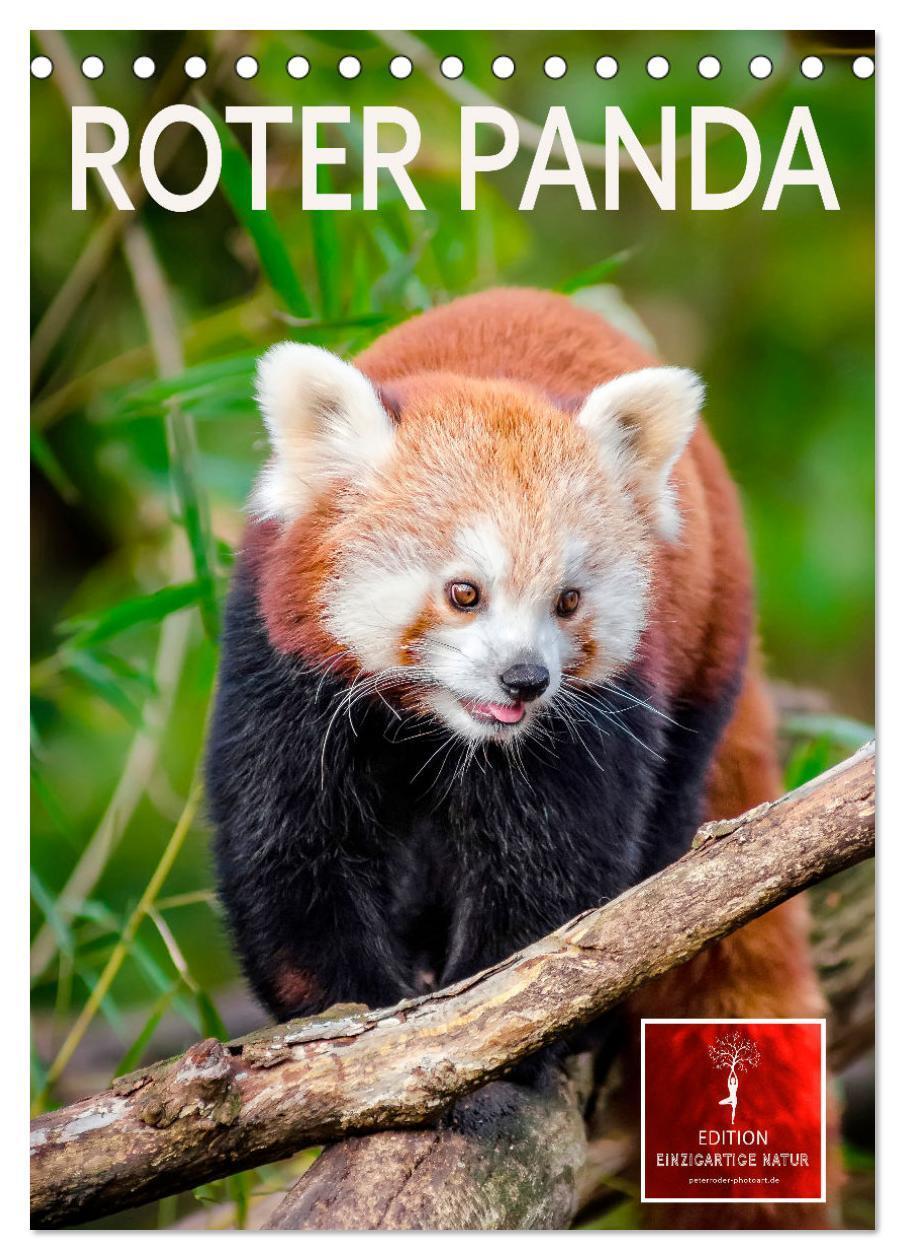 Cover: 9783675688322 | Roter Panda (Tischkalender 2024 DIN A5 hoch), CALVENDO Monatskalender
