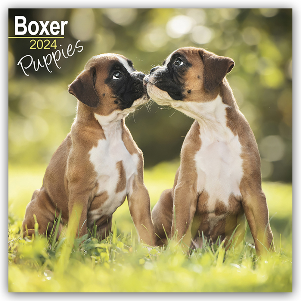 Cover: 9781804601099 | Boxer Puppies - Boxer Welpen 2024 - 16-Monatskalender | Ltd | Kalender