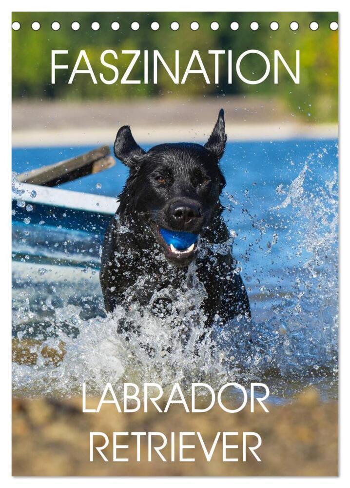 Cover: 9783383427565 | Faszination Labrador Retriever (Tischkalender 2024 DIN A5 hoch),...