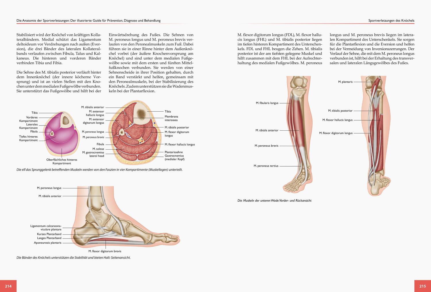 Bild: 9783767912335 | Die Anatomie der Sportverletzungen | Brad Walker | Taschenbuch | 2018