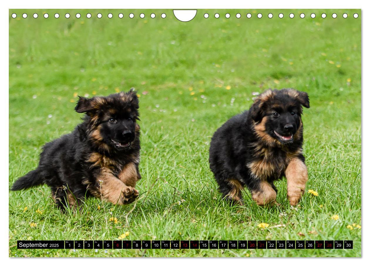 Bild: 9783383860904 | Langstockhaar - Schäferhund - Babys (Wandkalender 2025 DIN A4...