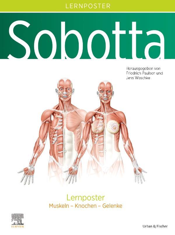 Cover: 9783437441905 | Sobotta Lernposter Anatomie | Muskeln - Knochen - Gelenke | Poster