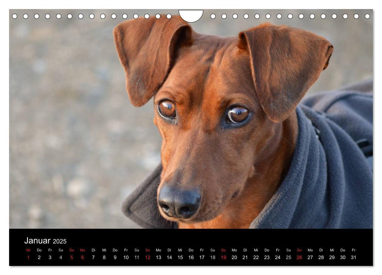 Bild: 9783435643738 | Deutscher Pinscher (Wandkalender 2025 DIN A4 quer), CALVENDO...