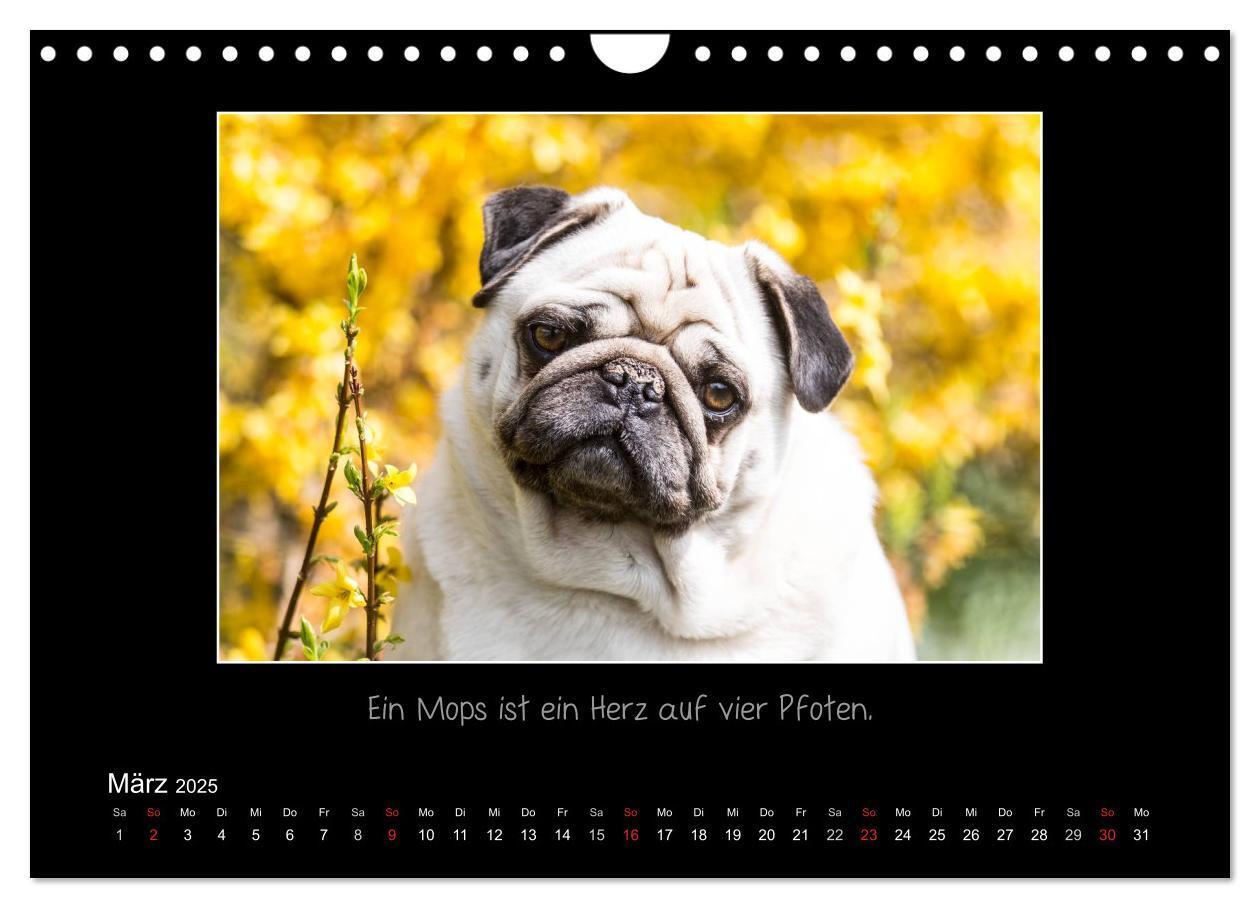 Bild: 9783435713837 | Möpse 2025 (Wandkalender 2025 DIN A4 quer), CALVENDO Monatskalender