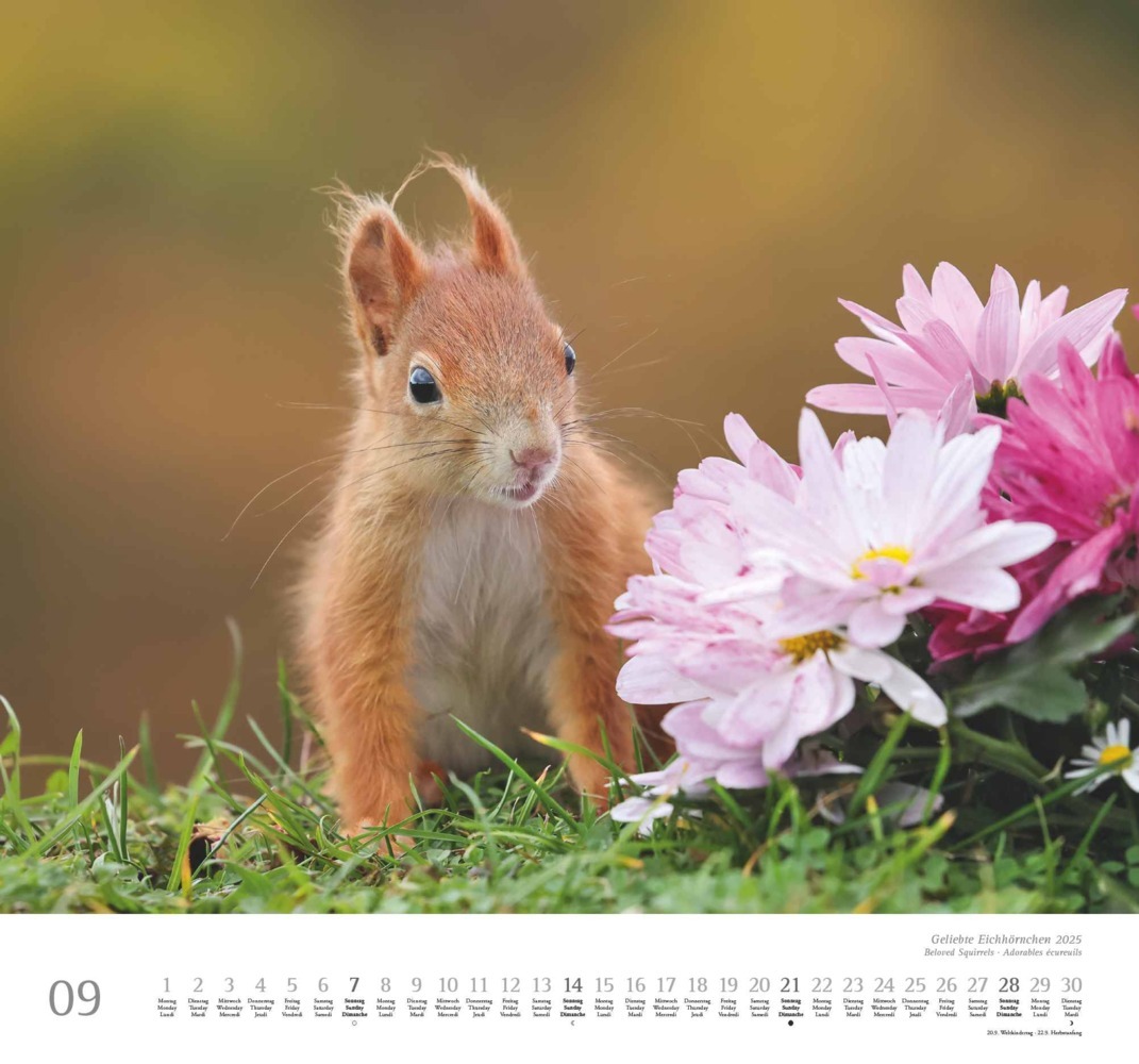 Bild: 4250809652696 | DUMONT - Geliebte Eichhörnchen 2025 Wandkalender, 38x35,5cm,...