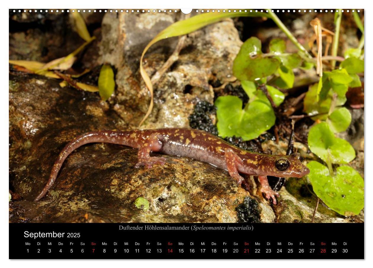 Bild: 9783435771837 | Salamander und Molche (Wandkalender 2025 DIN A2 quer), CALVENDO...