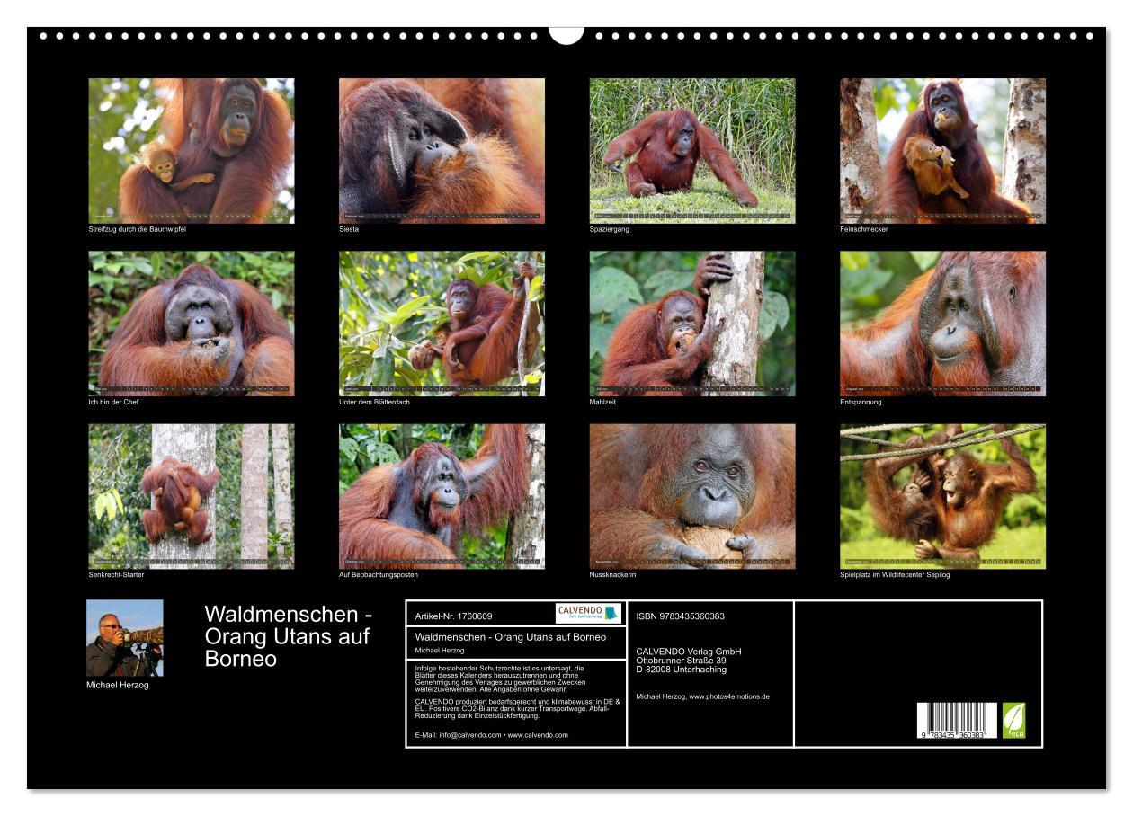 Bild: 9783435360383 | Waldmenschen - Orang Utans auf Borneo (Wandkalender 2025 DIN A2...