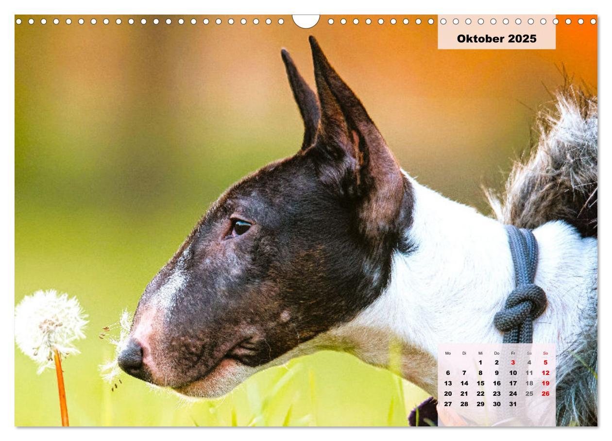 Bild: 9783383947117 | Bullterrier. Freudiges Wesen und Charakter (Wandkalender 2025 DIN...