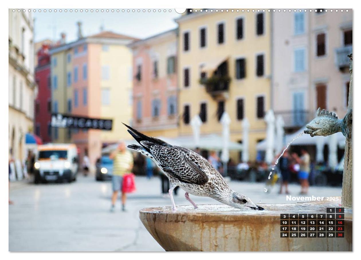 Bild: 9783435570232 | Wie ein Vogel in Rovinj! (Wandkalender 2025 DIN A2 quer), CALVENDO...