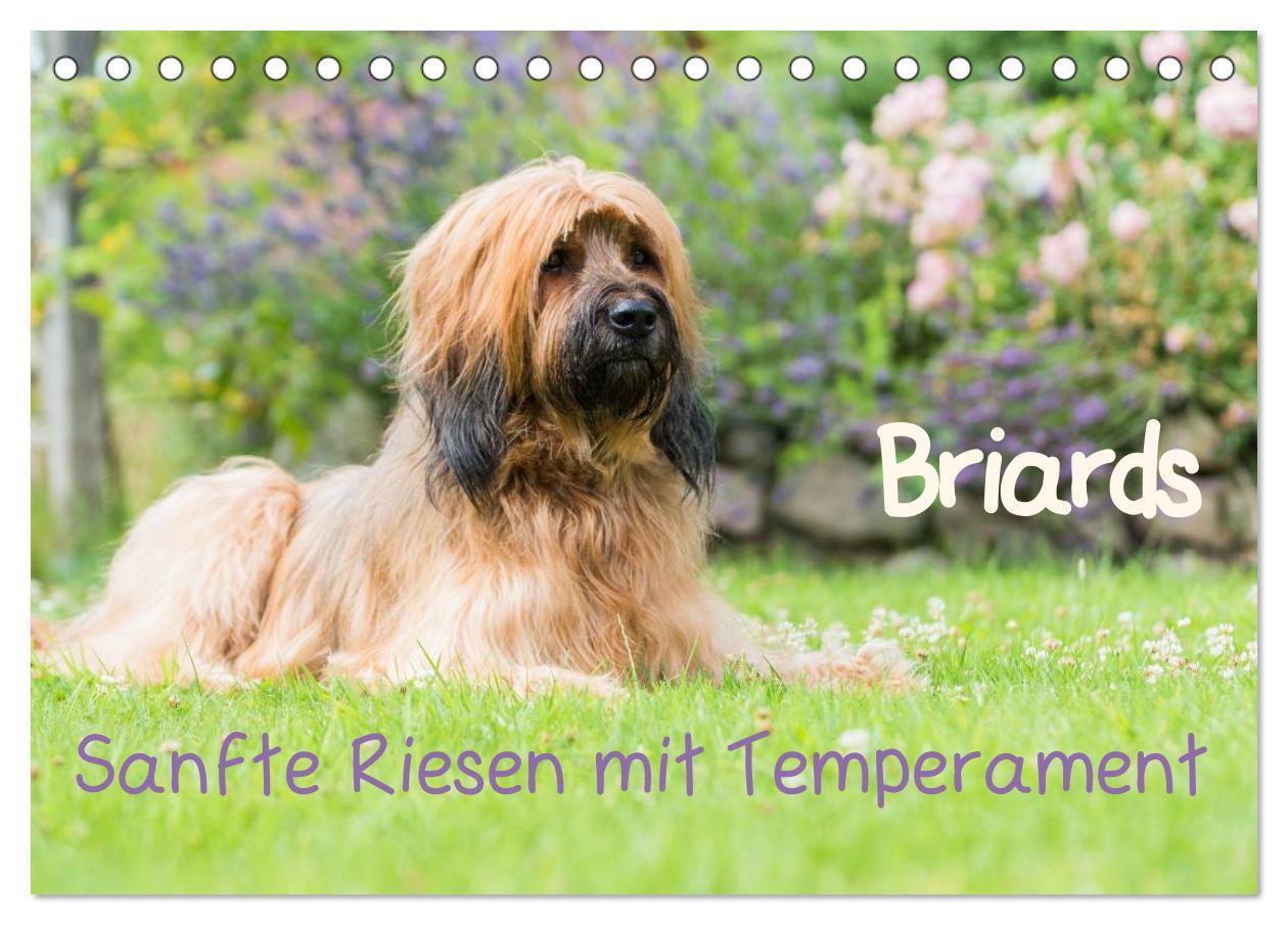 Cover: 9783675764323 | Briards - sanfte Riesen mit Temperament (Tischkalender 2024 DIN A5...