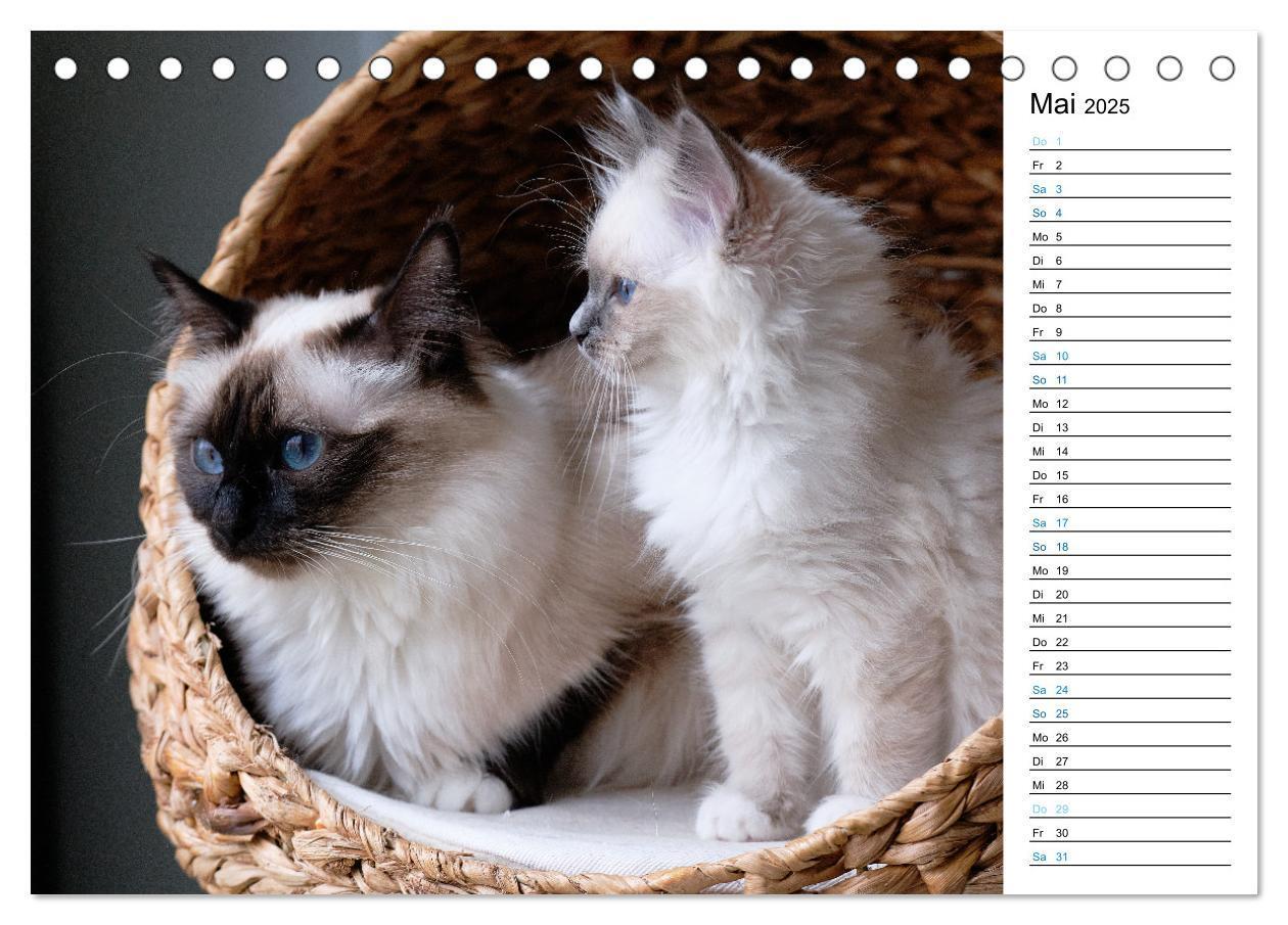 Bild: 9783383959745 | Heilige Birma Kitten mit Planer (Tischkalender 2025 DIN A5 quer),...