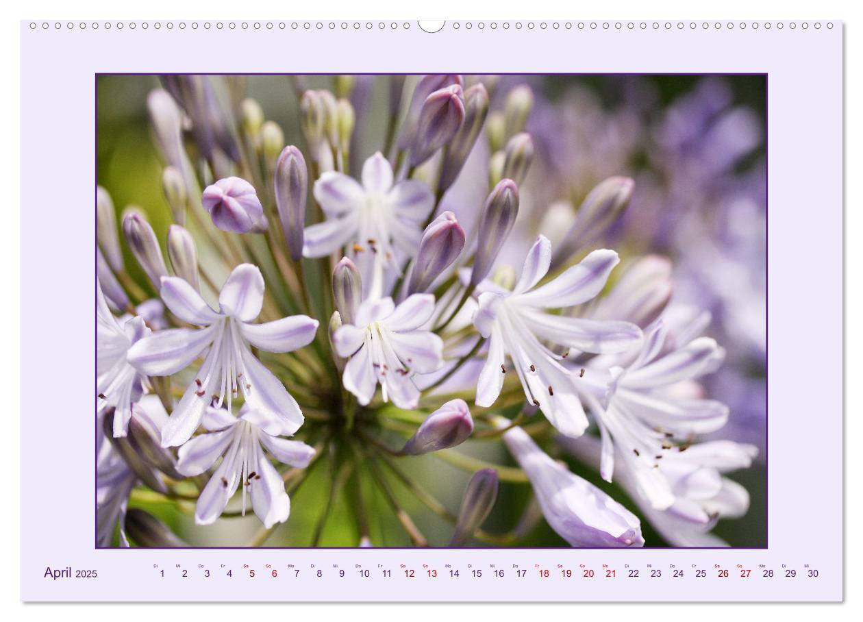 Bild: 9783435030682 | Schmucklilie - Agapanthus (hochwertiger Premium Wandkalender 2025...