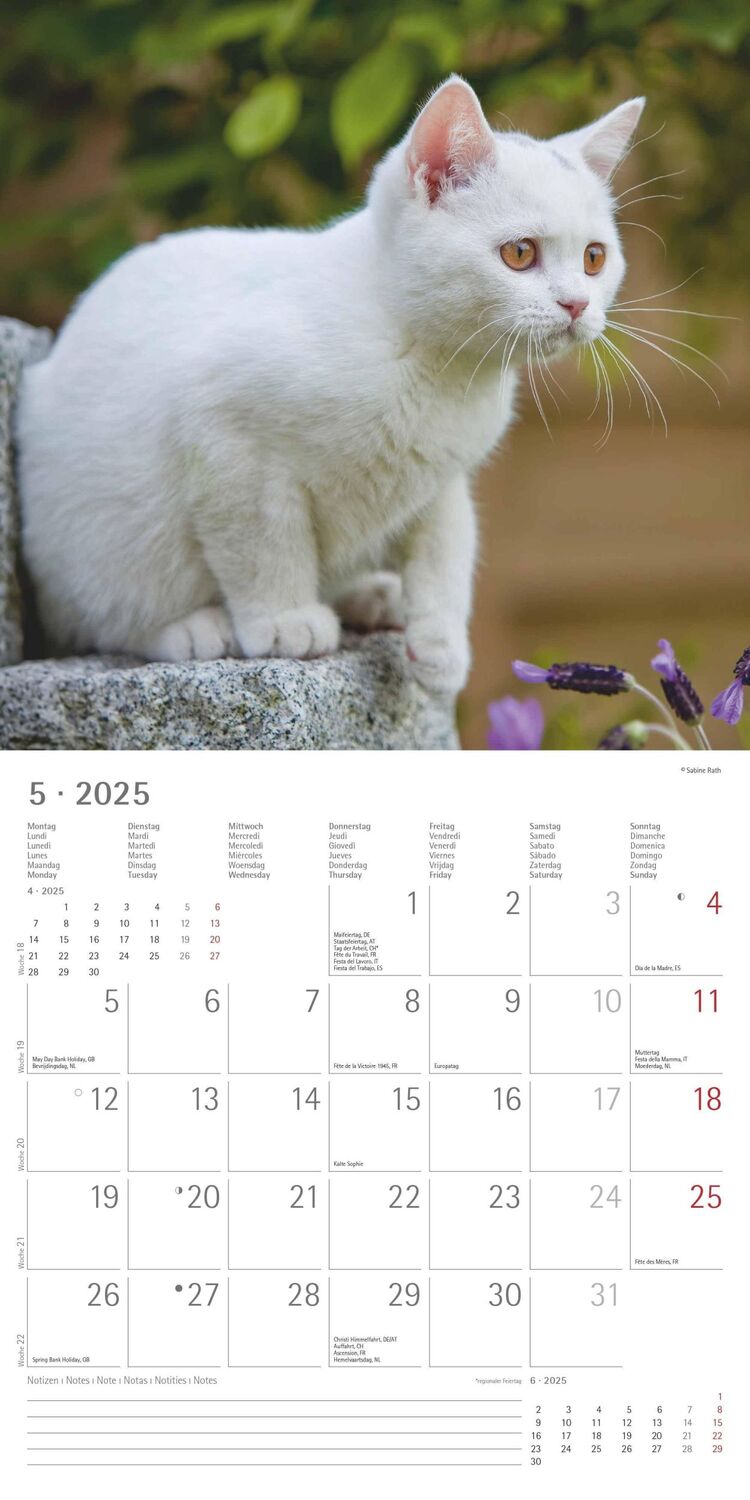 Bild: 4251732340674 | Katzen 2025 - Broschürenkalender 30x30 cm (30x60 geöffnet) -...