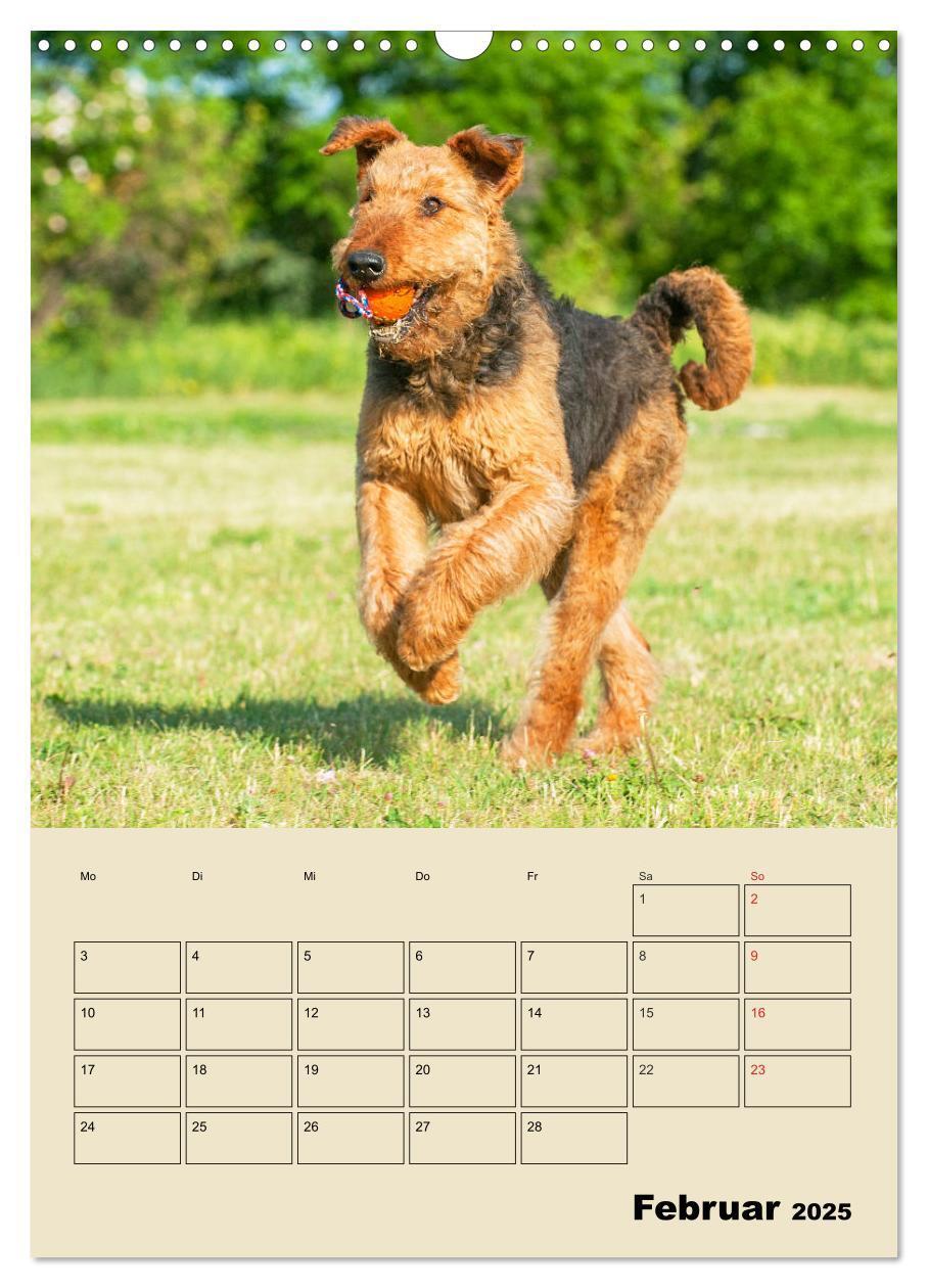 Bild: 9783435960361 | Airedale Terrier - Temperament auf 4 Pfoten (Wandkalender 2025 DIN...