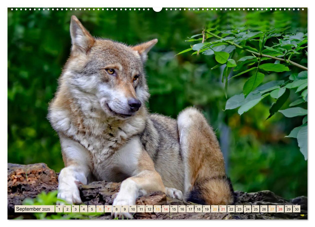 Bild: 9783435334643 | Wolf - Imposanter Jäger (Wandkalender 2025 DIN A2 quer), CALVENDO...