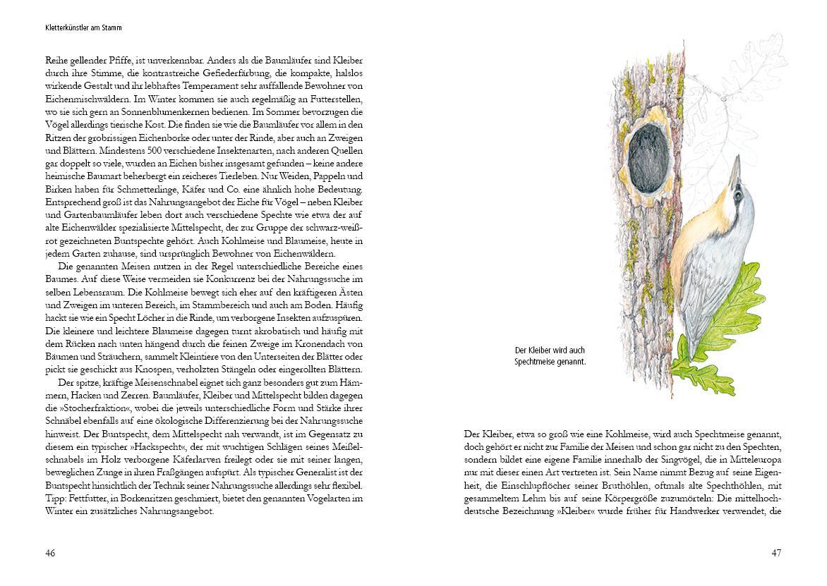 Bild: 9783895664168 | Vogelstimmen in Wald und Hecke | Uwe Westphal | Buch | 184 S. | 2022