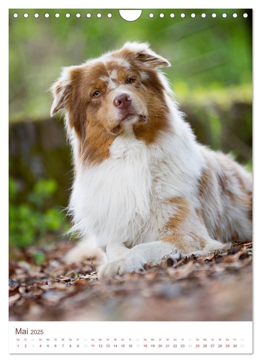 Bild: 9783457065143 | Australian Shepherds (Wandkalender 2025 DIN A4 hoch), CALVENDO...