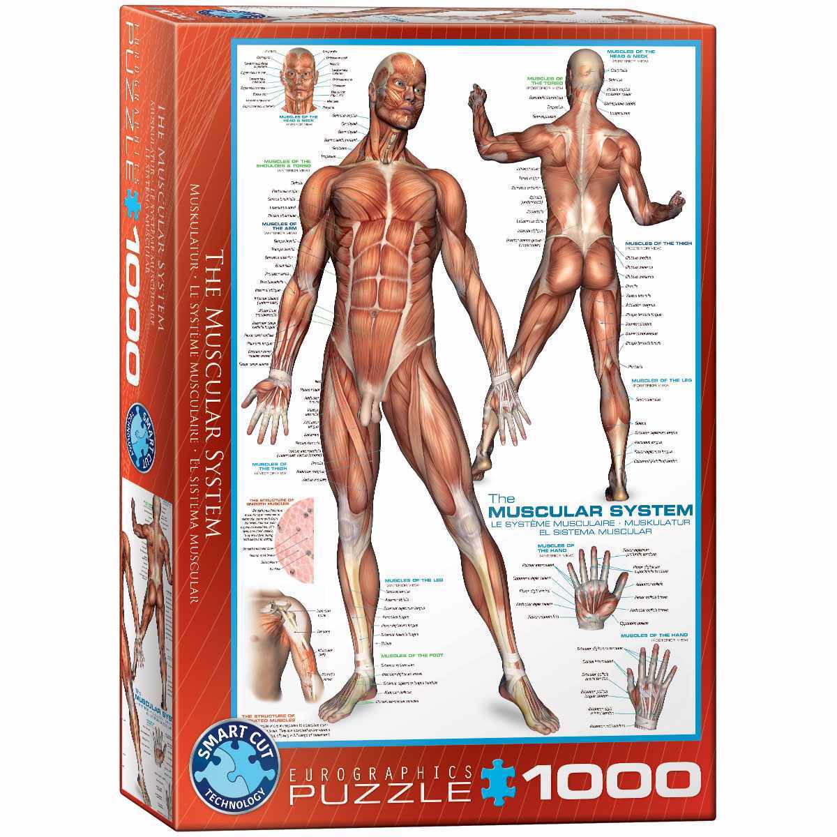 Cover: 628136620154 | The Muscular System | Puzzle | Deutsch | 2018 | Eurographics s.r.o