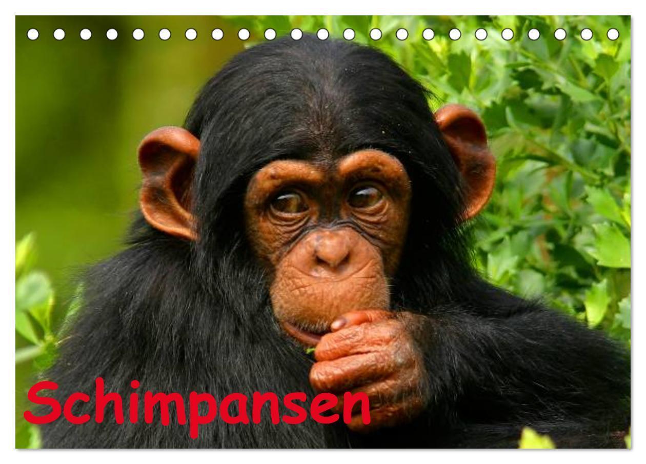 Cover: 9783383515897 | Schimpansen (Tischkalender 2024 DIN A5 quer), CALVENDO Monatskalender