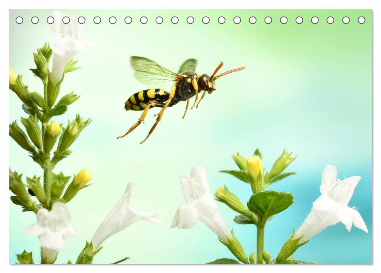 Bild: 9783435219681 | Sechs Beine in der Luft - Wildbienen im Flug (Tischkalender 2025...