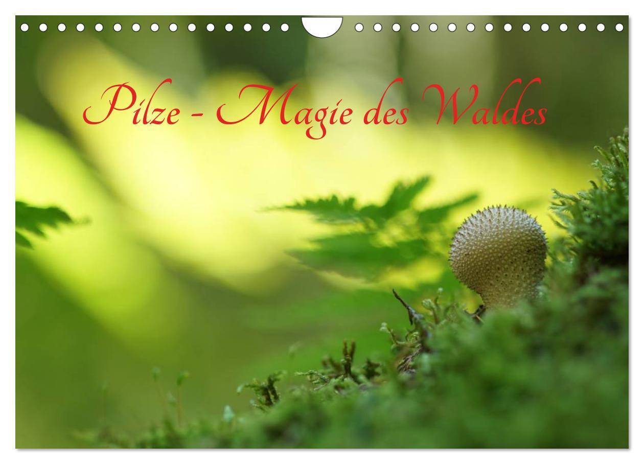 Cover: 9783675761063 | Pilze - Magie des Waldes (Wandkalender 2024 DIN A4 quer), CALVENDO...