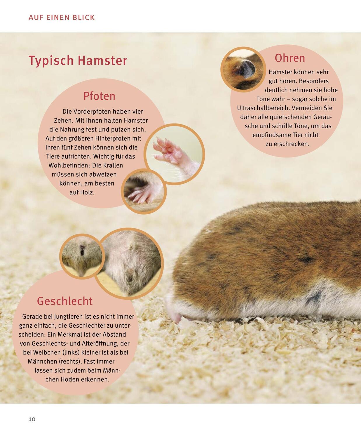 Bild: 9783833848483 | Hamster | Pflege-Einmaleins für kleine Solokünstler | Peter Fritzsche