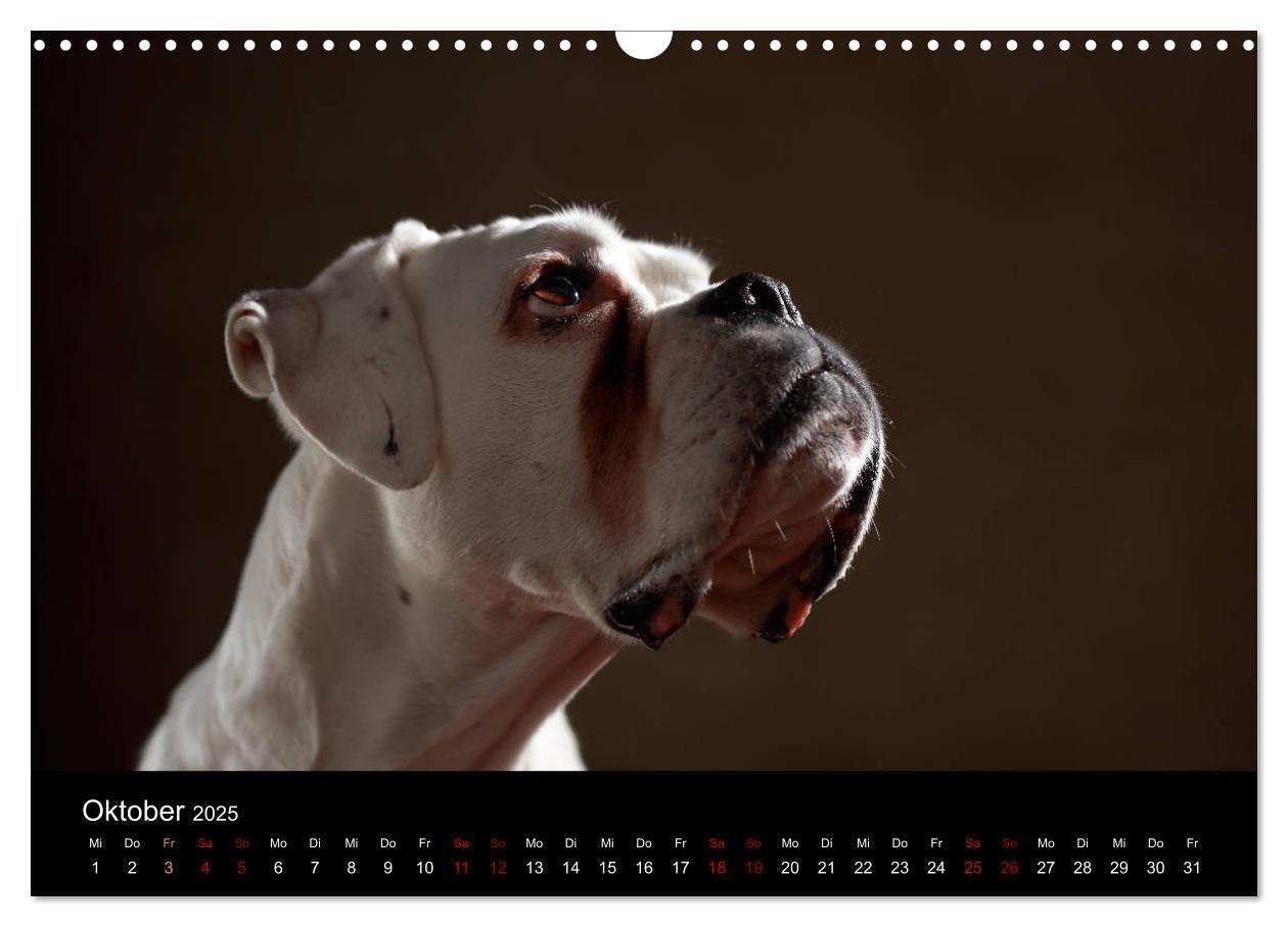 Bild: 9783435436255 | Liebenswerte Boxer (Wandkalender 2025 DIN A3 quer), CALVENDO...