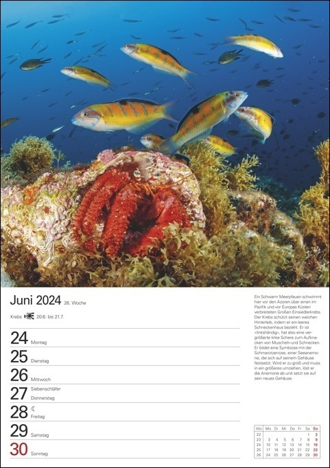 Bild: 9783840033186 | Wunder der Meere Wochenplaner 2024. Ein Wand-Kalender 2024 zum...